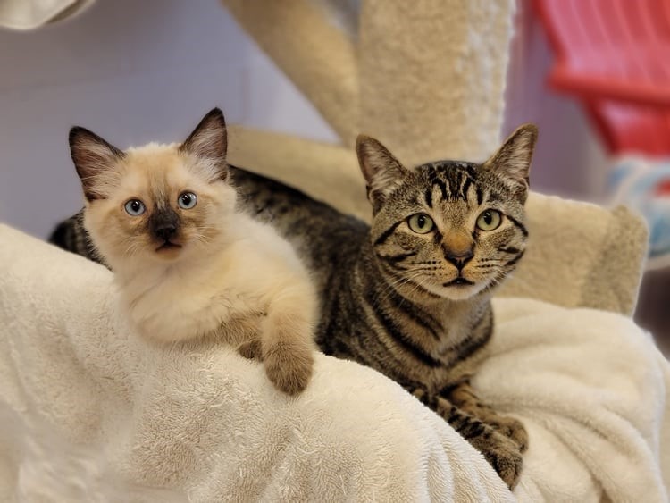 Oscar and a kitten, both rescued from Lytton.