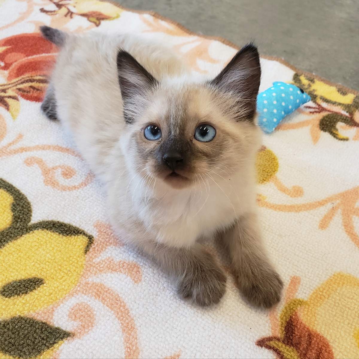 A kitten rescued from Lytton.