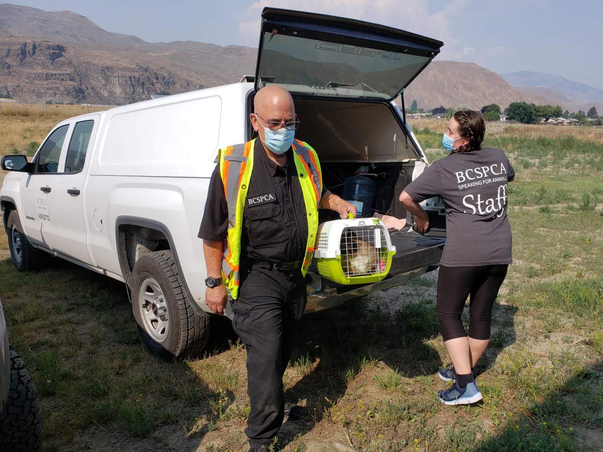 A BC SPCA officer transports an animal rescued from Lytton.