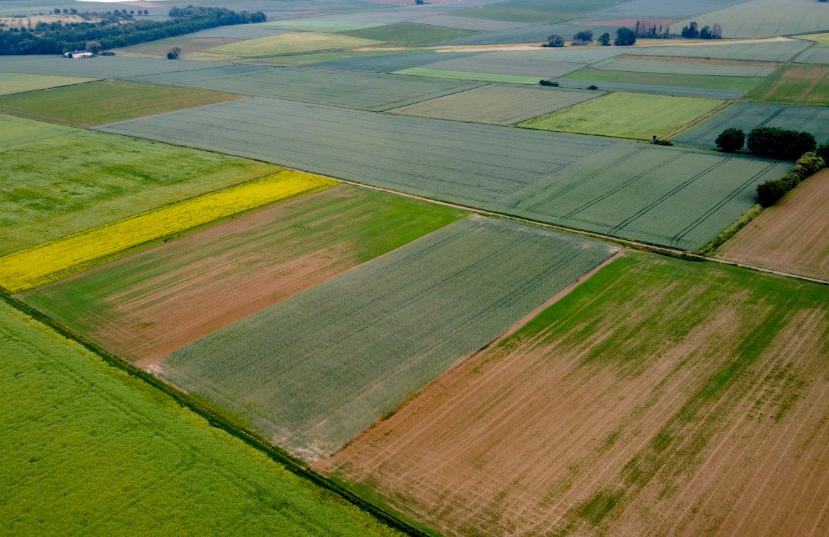 Any aerial view of Manitoba's fields wouldn't reveal the kaleidoscope of colour farmers are hoping for at this point in the growing season.