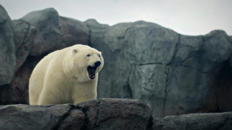 The Calgary Zoo will be expanding and upgrading its Canadian Wilds habitat, including a polar bear exhibit.