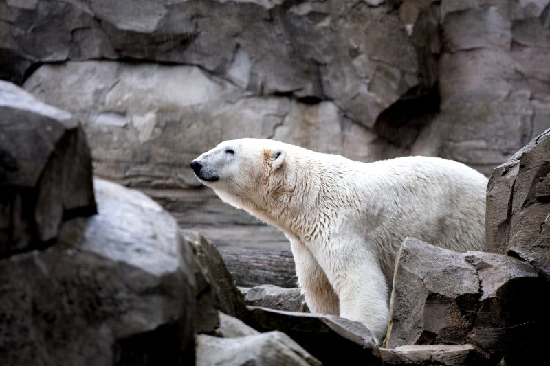 Polar bears coming to Calgary Zoo thanks to $15.5M Canadian Wilds