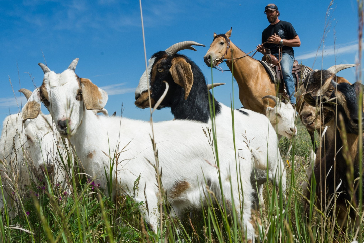 Goats graze at McHugh Bluff in Calgary in an effort to control weeds and support habitat restoration work.