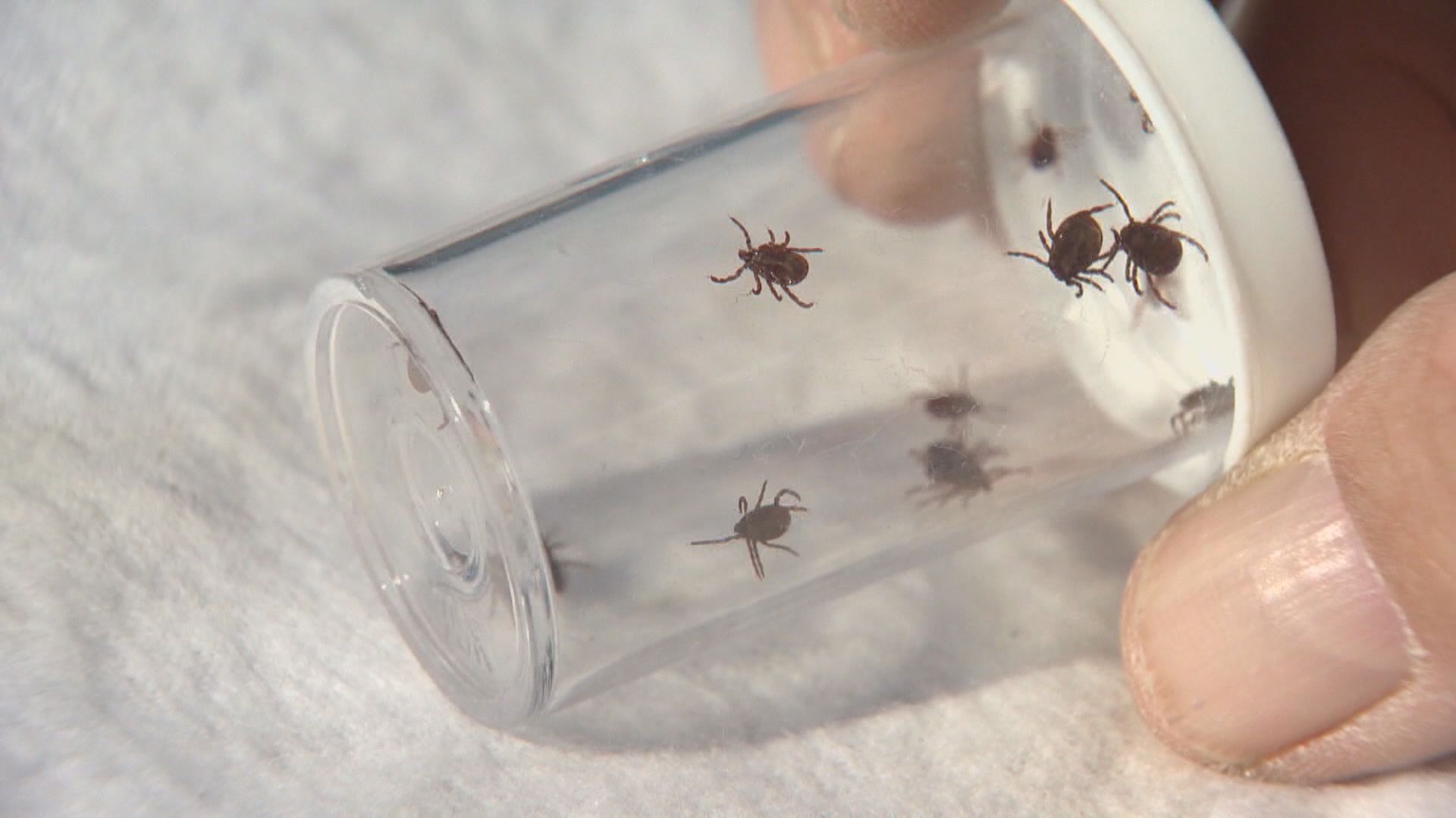 How To Protect Yourself During Tick Season In Saskatchewan Globalnews Ca   LYME DISEASE 