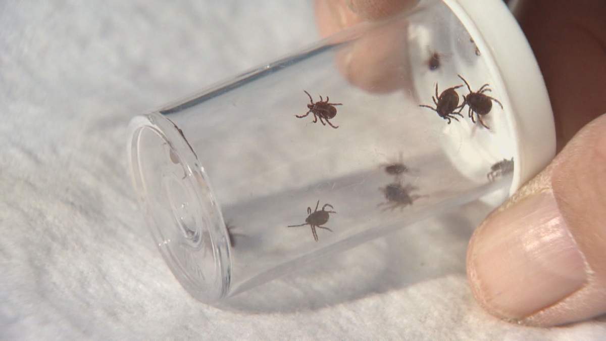 Ticks in a plastic container in a science lab as seen.