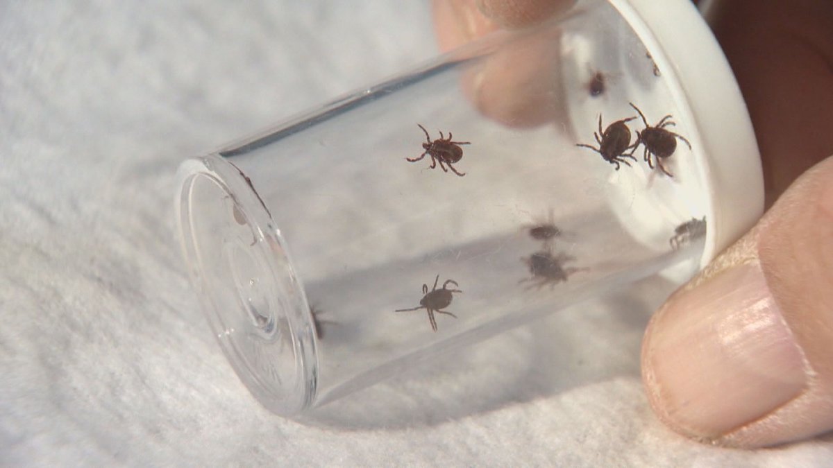 Ticks in a plastic container in a science lab.
