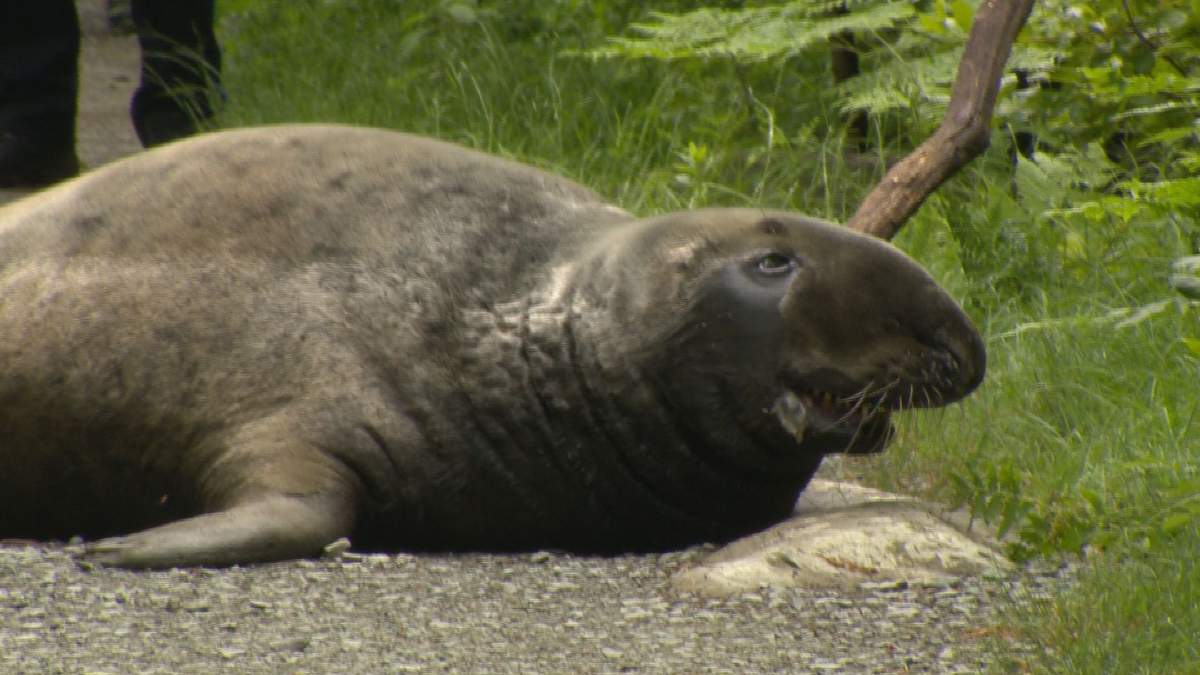 The seal is estimated to be about 600 pounds.