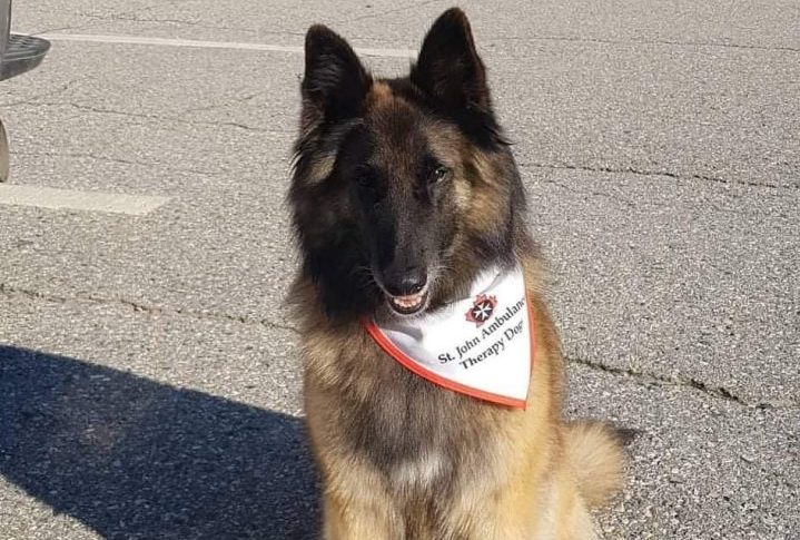 Nova, a therapy dog, will attend a vaccine clinic in Trail, B.C. on Thursday.