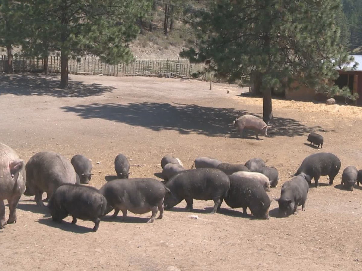 After a recent evacuation alert, the Little Oink Bank Pig Sanctuary near Oliver is asking for help in the event another evacuation alert or order is issued.