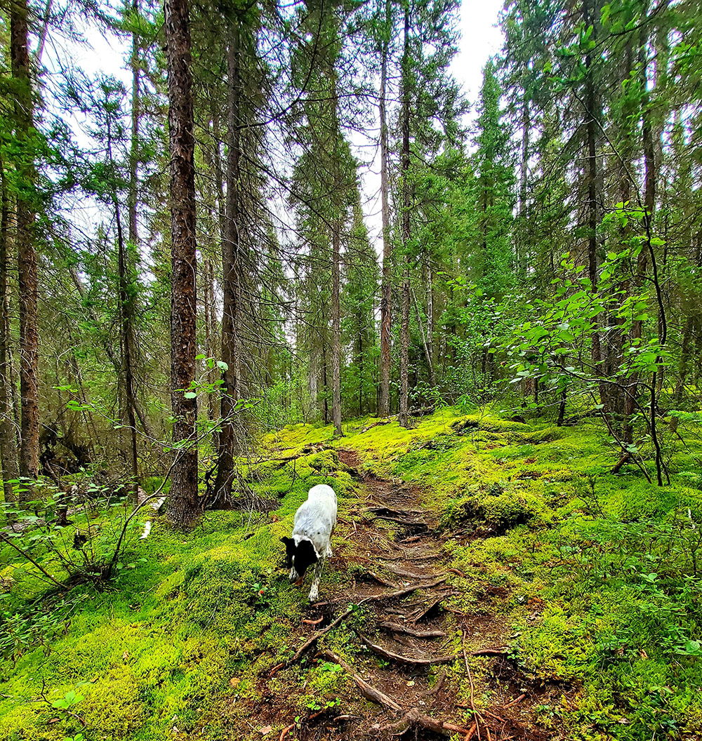 A photo of Pisew Falls hiking trail. 
