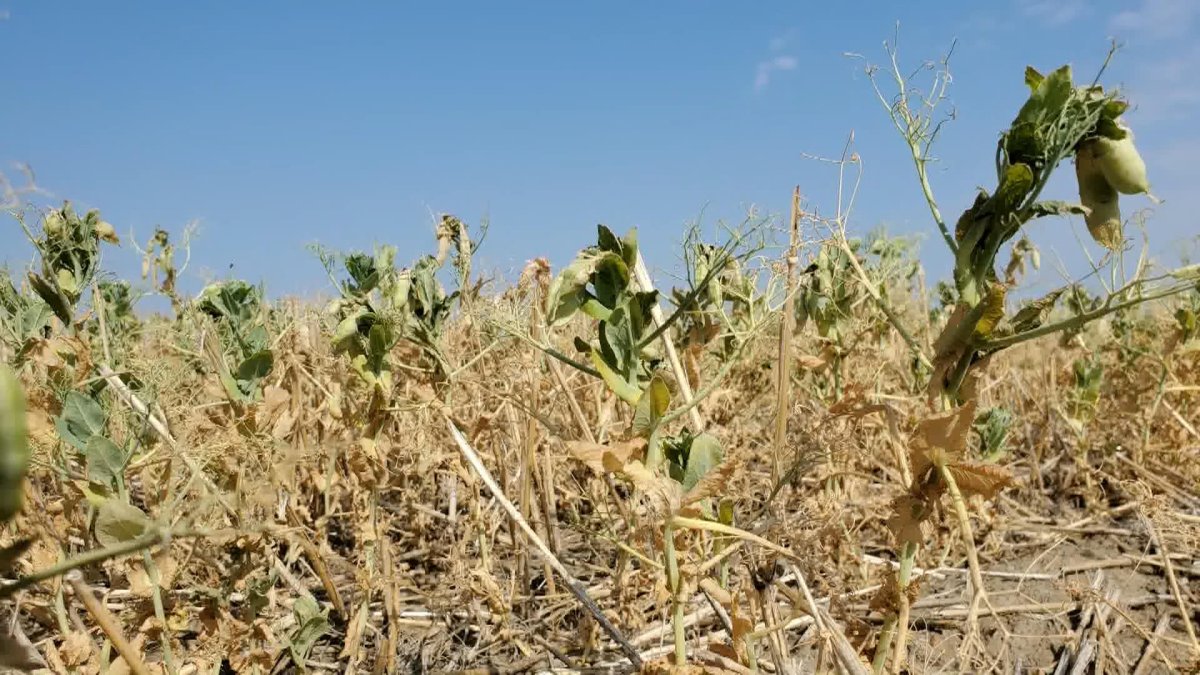 Saskatchewan Agriculture said the hot and dry conditions are causing crops to rapidly advance in their development stage, with the majority in poor to good condition.