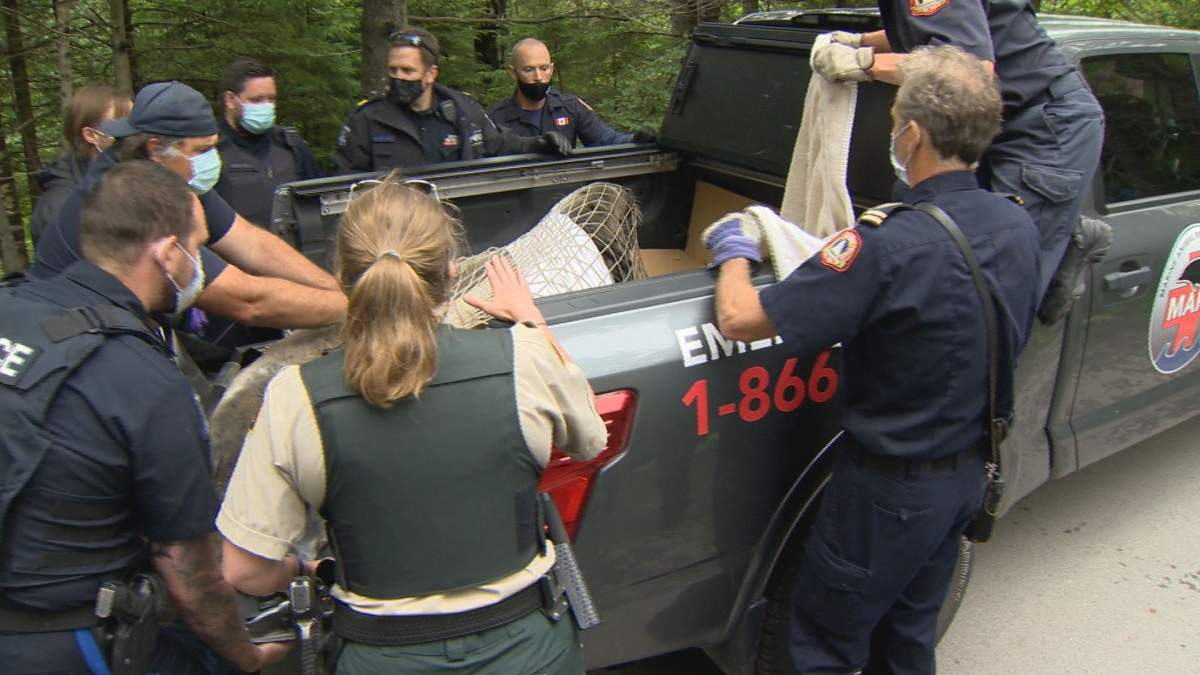 The seal was eventually loaded into a truck and was taken back to the ocean.