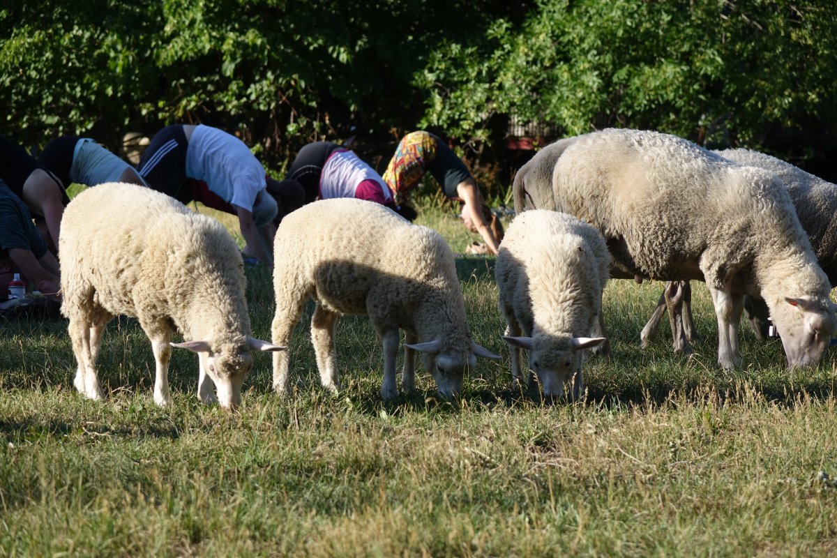 The sheep take part in a yoga class at Parc Maisonneuve in Montreal.