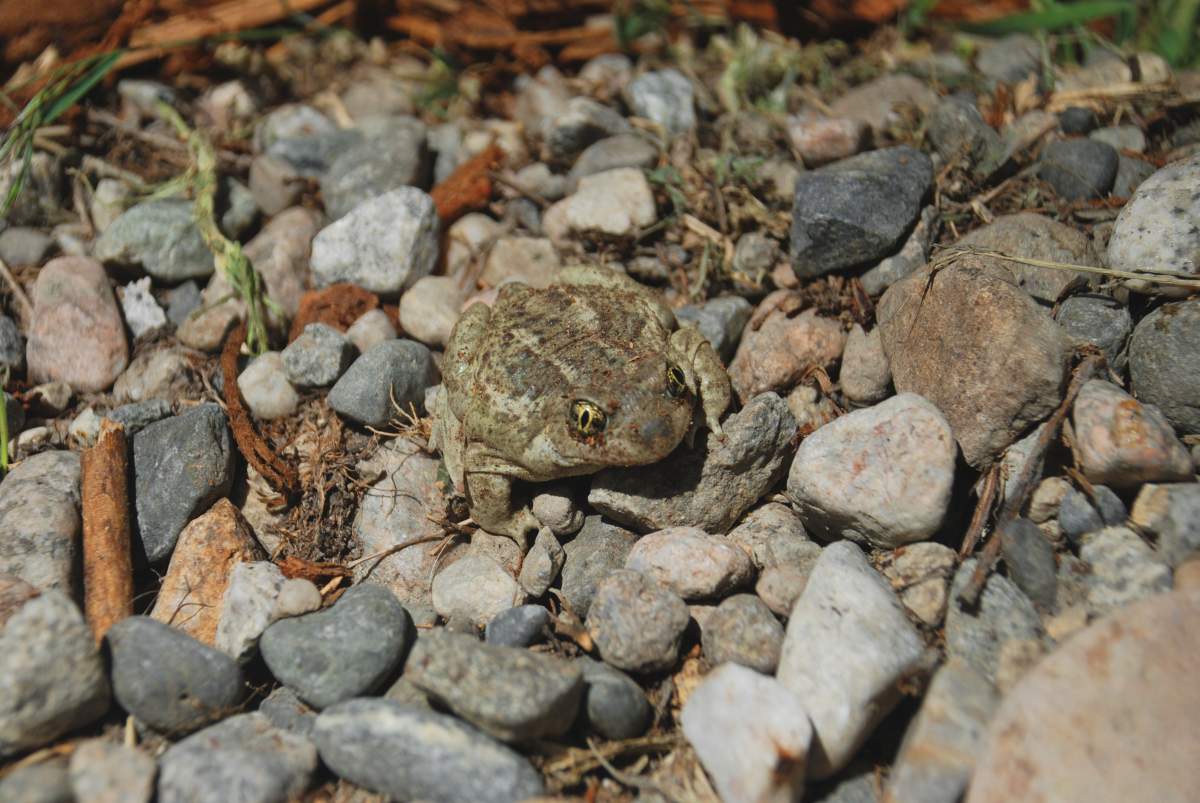 The Great Basin spadefoot is an at-risk species and calls the Okanagan Valley home.