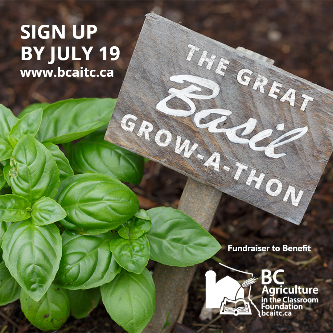The Great Basil Grow-A-Thon - image