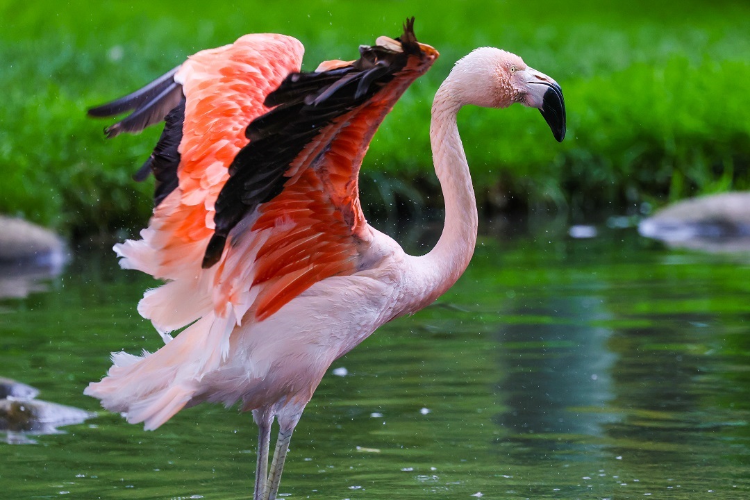 Calgary Zoo – ZooNights - image