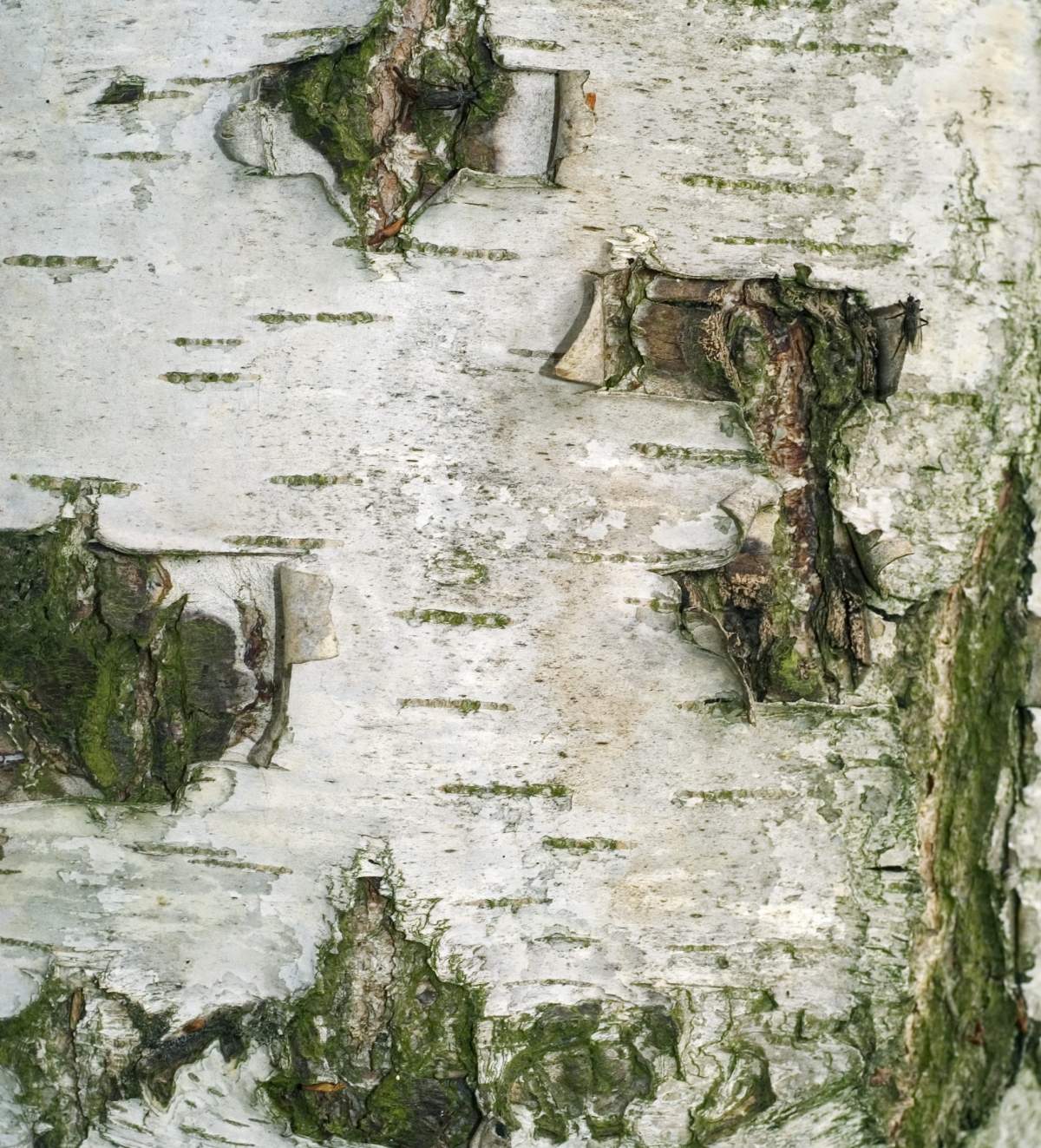 This closeup photo shows the bark of a silver birch tree.