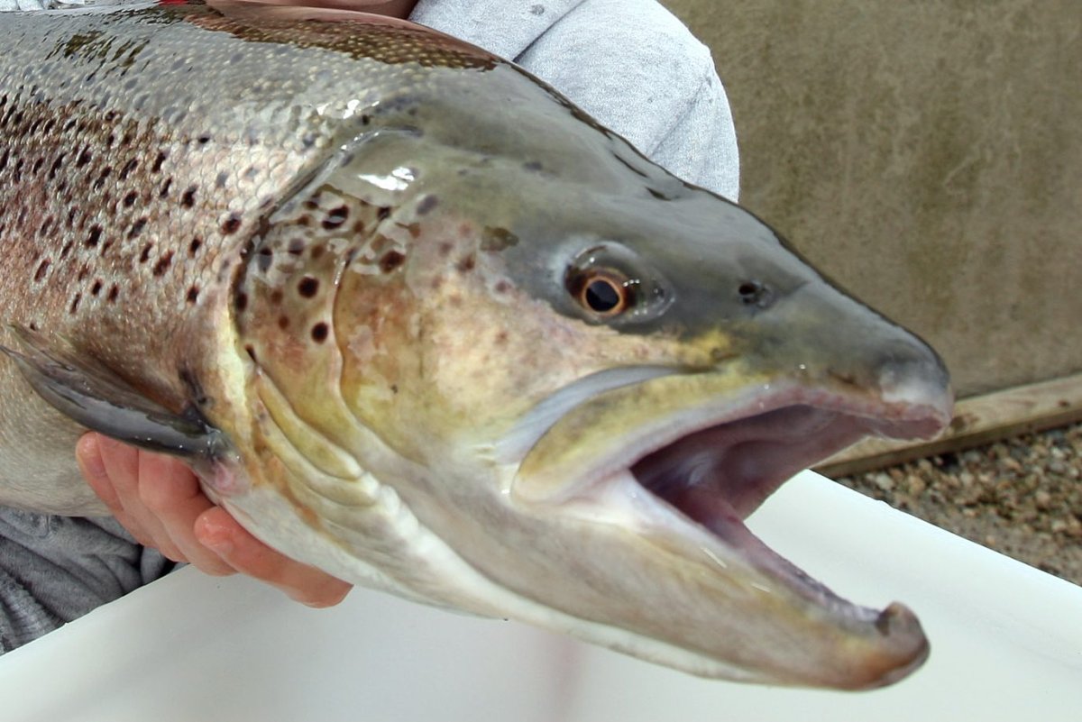 A brown trout is shown in this file photo.