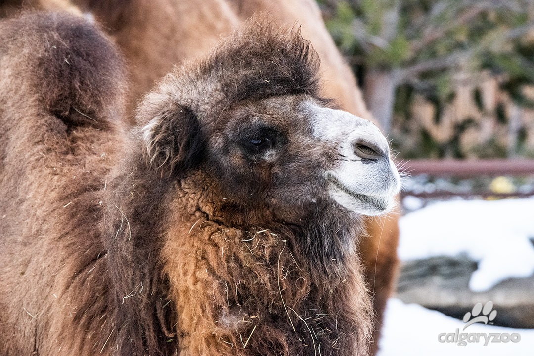 The Calgary Zoo's Bactrian camel named Eva.