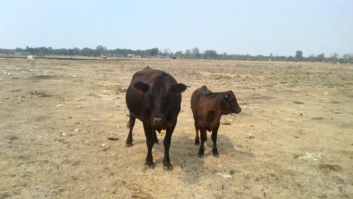 Cows stand on what should be a green, grazing pasture on a drought-stricken farm near Ashern, Manitoba.