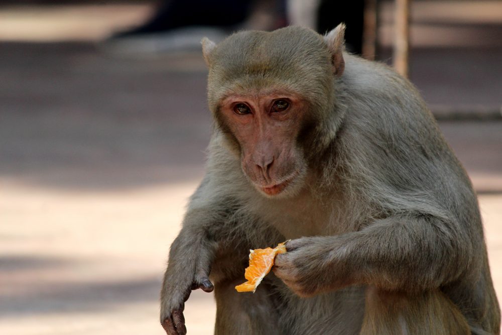 A macaque monkey eats an orange on January 31, 2021.
