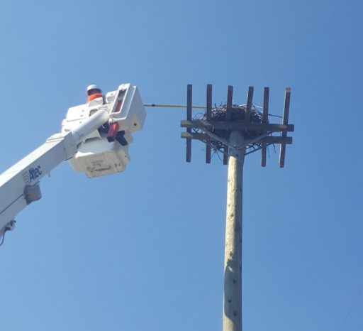 FortisBC works with SORCO to rescue osprey chicks from a nesting tower in Penticton, B.C., on Wednesday,