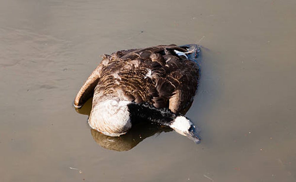 GEESE ギース - GETTING KILLED JAPAN EDITION GEESE ギース - GETTING KILLED JAPAN EDITION GEESE ギース - GETTING