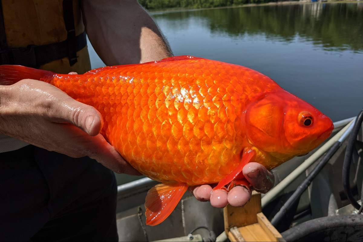A giant goldfish is shown at Keller Lake, Min., in this photo released on July 9, 2021.