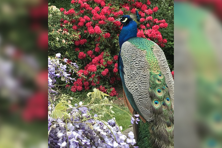 Peacock Assassinated in California Neighborhood After Craigslist Ad Offers  Bounty On The Bird