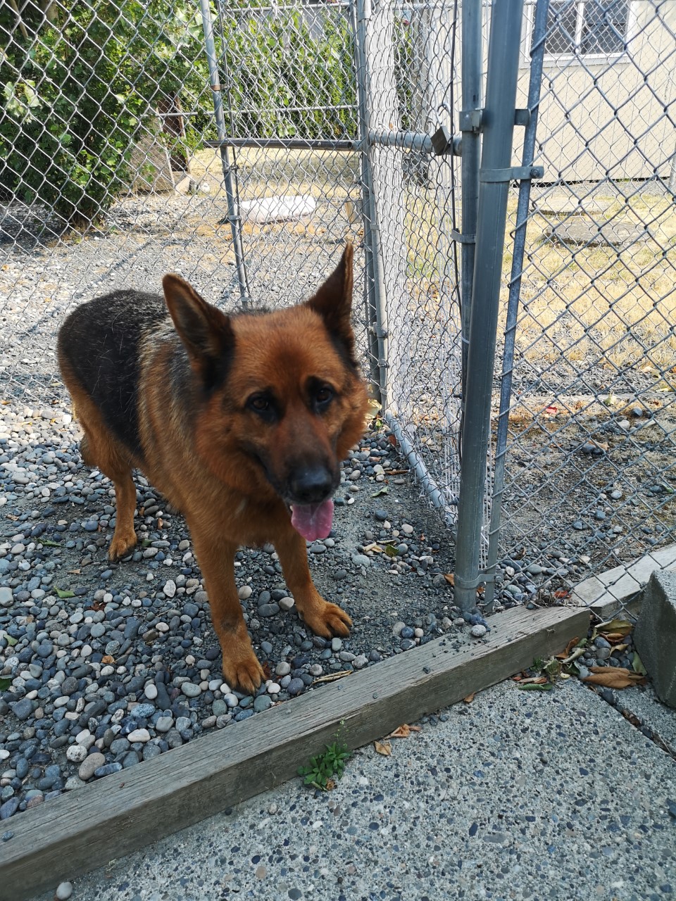 The dog is now in the care of the BC SPCA.