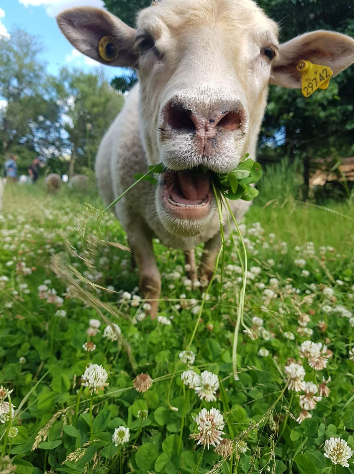 The sheep roam around the park during Montreal’s warm summer months. Photo courtesy of Amber Forrester.