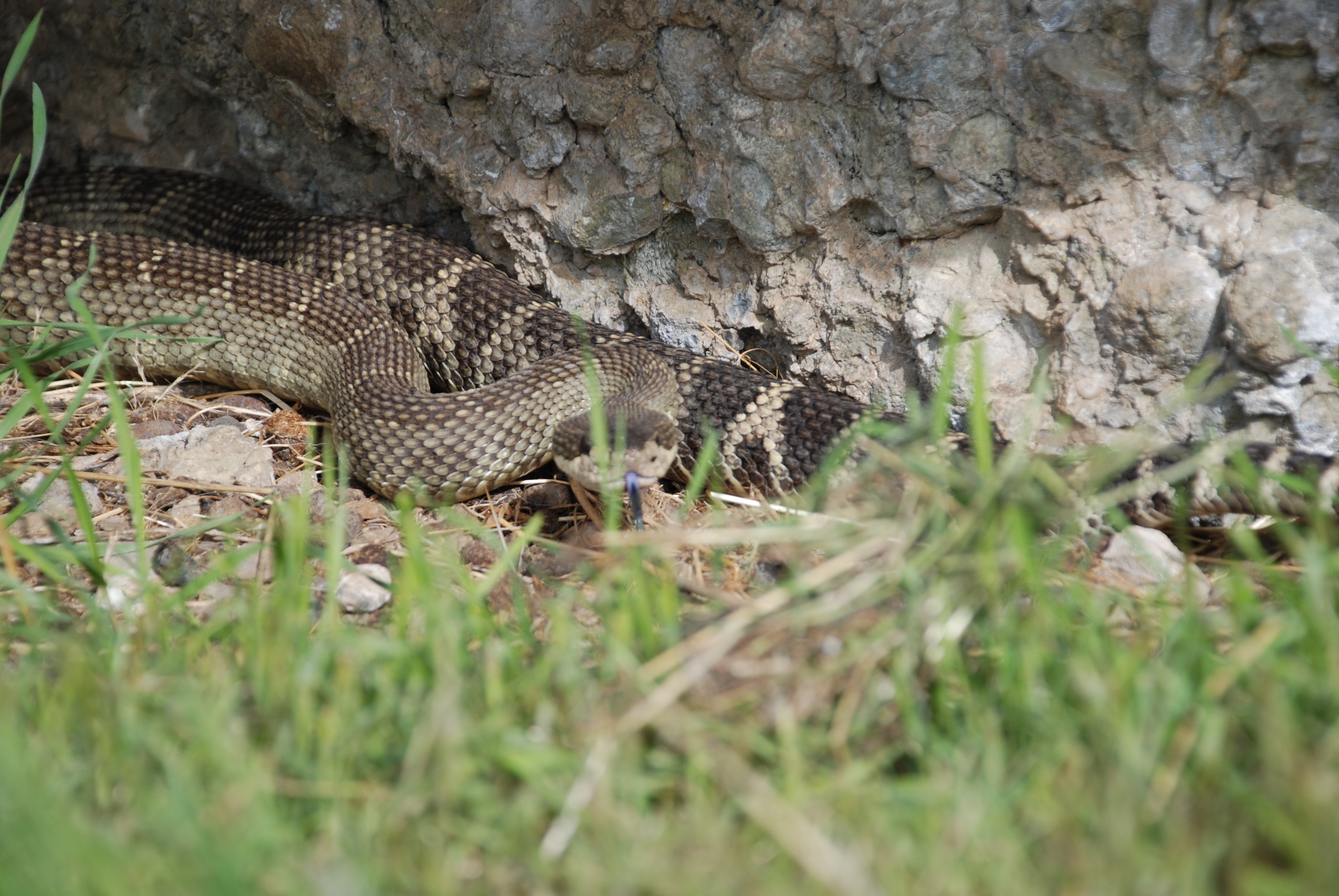 South Okanagan Biodiversity Hot Spot Protected In Land Deal | Globalnews.ca