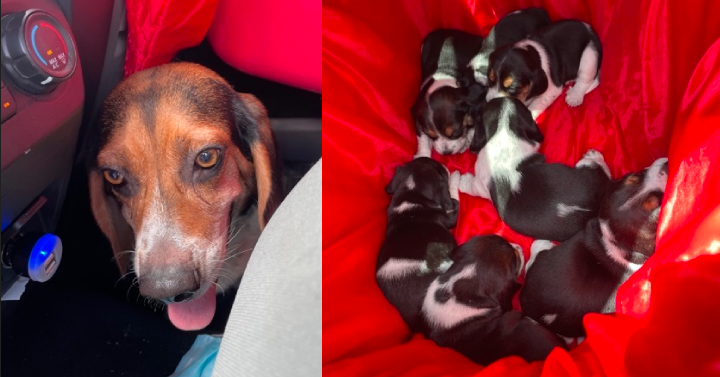 OPP say a fifth beagle (left) was found in Windsor on Friday along with seven puppies (right).