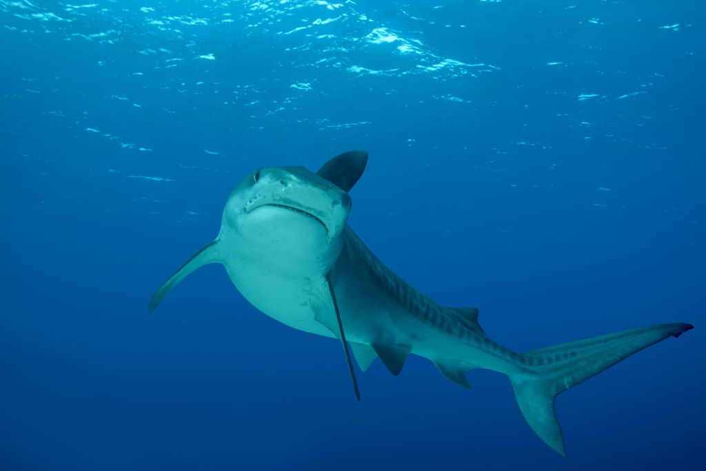 A tiger shark is shown in this file photo from February 2018.