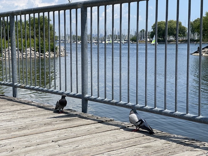 Pigeons in Toronto near the Mimico waterfront on July 14, 2021.