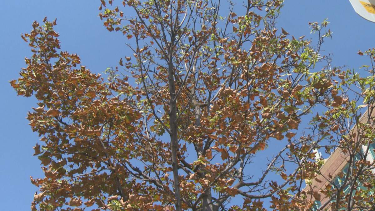 Winnipeg city council to vote on whether to bring back Broadway trees - image