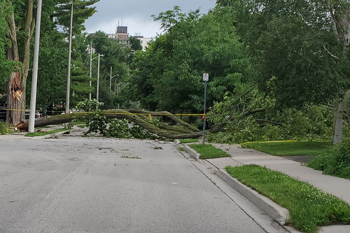 A fallen tree blocks Samuel Street in Kitchener the morning after last week’s big storm.