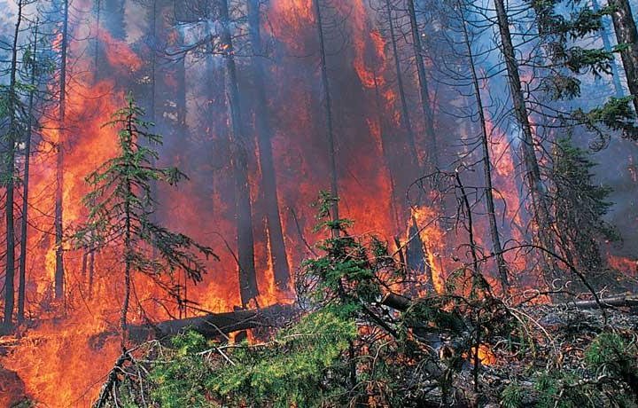 Prince Albert Grand Council calls for change in wildfire management