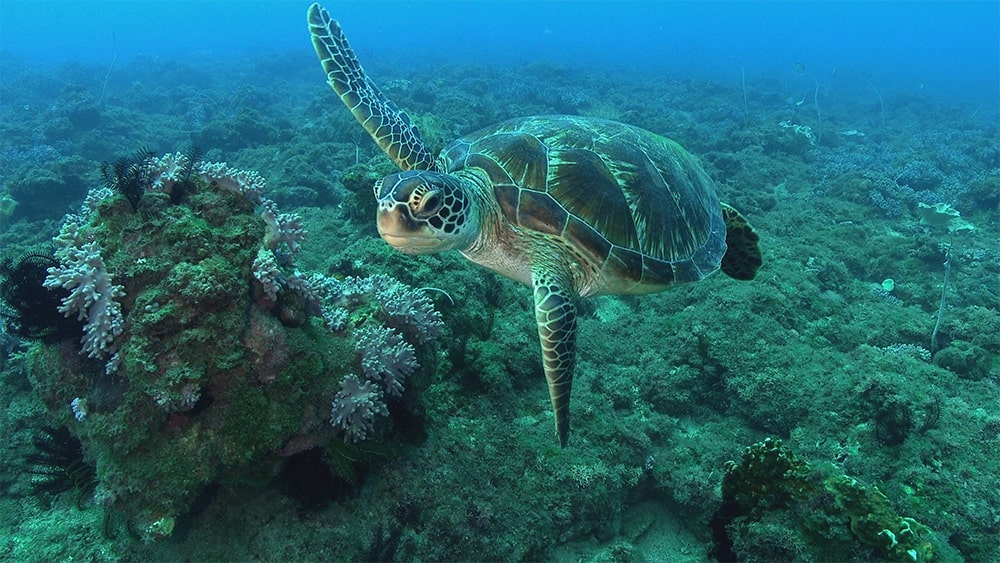 Cinematic Taiwan: May Sea Turtles Be with You … Always - image