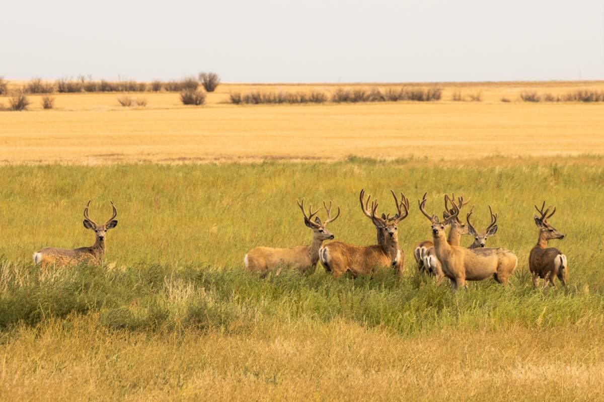 The August 31 Your Saskatchewan photo of the day was taken by Dwight Dirk near Cadillac.