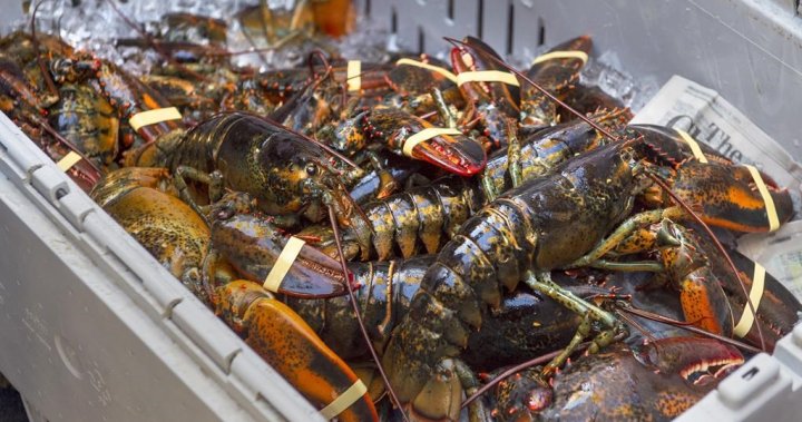 ‘Our lobsters are gold plated now:’ Atlantic Canada lobster exports, prices soar