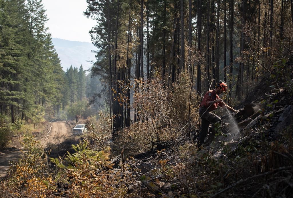 FILE: Wildland firefighter Ty Feldinger works on steep terrain to put out hot spots remaining from a controlled burn the BC Wildfire Service conducted to help contain the White Rock Lake wildfire on Okanagan Indian Band land, northwest of Vernon, B.C., Wednesday, Aug. 25, 2021.