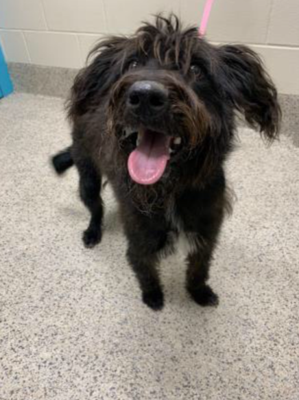 The dogs will be given some time to settle in before being put up for adoption.