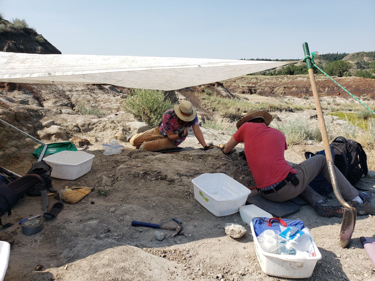 University of Alberta students dig out the skeleton of a hadrosaur in the Badlands. 