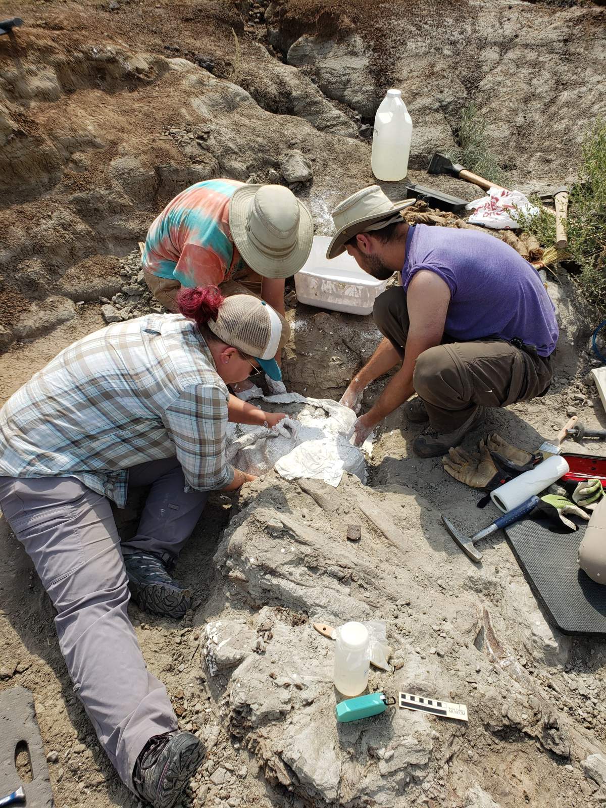 University of Alberta students dig out the skeleton of a hadrosaur in the Badlands.