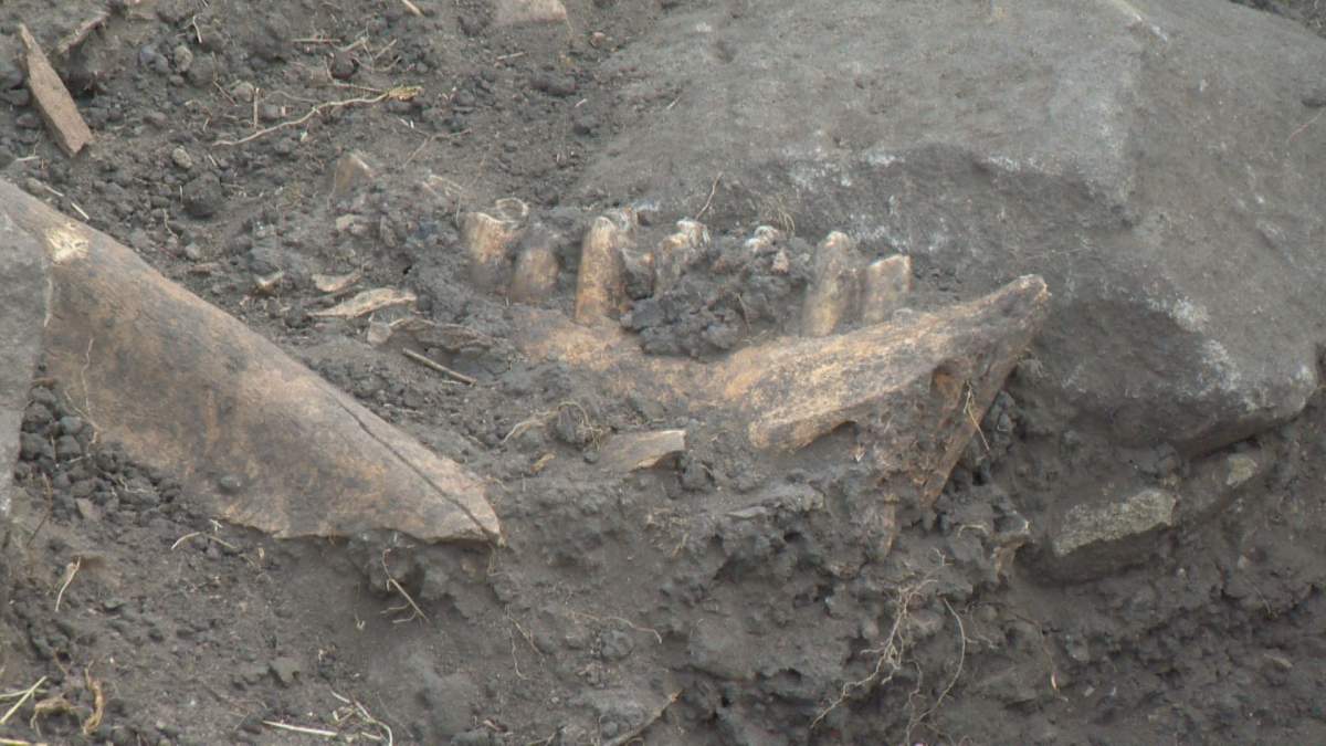 Bison teeth and part of a bison skull found by students.