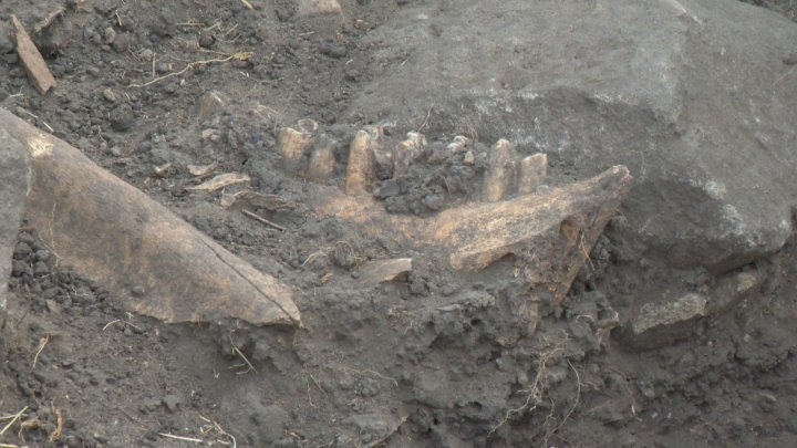 Archaeology students dig up the past at Head-Smashed-In Buffalo Jump ...