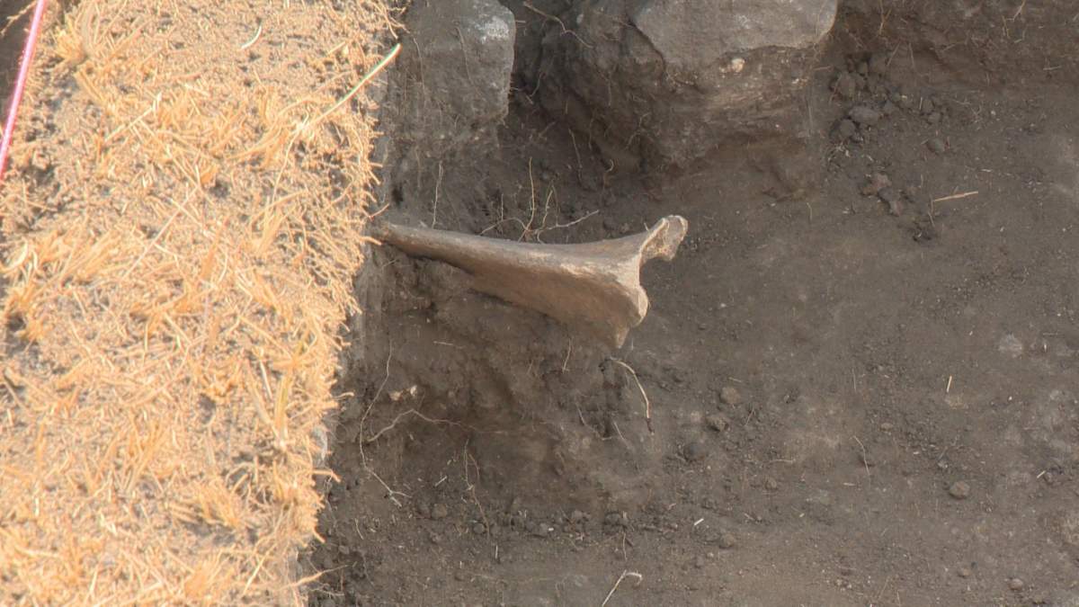 Part of a bone found during the excavation.