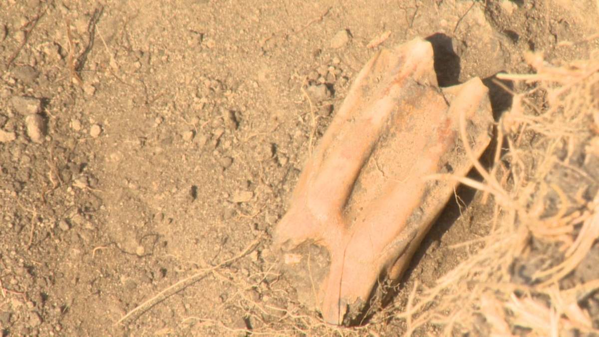 A bison tooth found by students.