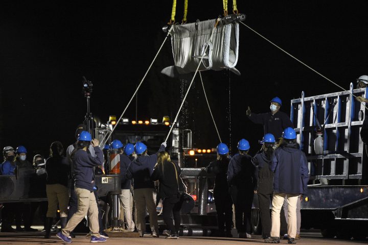 A Beluga whale is transported at Mystic Aquarium after arriving from Canada, Friday, May 14, 2021 in Mystic, Conn.
